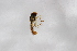  ( - Syr20212633)  @11 [ ] CreativeCommons  Attribution Non-Commercial Share-Alike (2021) zhang tingting Shandong Agricultural University