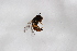  ( - Syr20212688)  @11 [ ] CreativeCommons  Attribution Non-Commercial Share-Alike (2021) zhang tingting Shandong Agricultural University