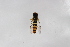  ( - Syr20212787)  @11 [ ] CreativeCommons  Attribution Non-Commercial Share-Alike (2021) zhang tingting Shandong Agricultural University