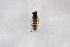  (Sphaerophoria indiana - Syr20212889)  @11 [ ] CreativeCommons  Attribution Non-Commercial Share-Alike (2021) zhang tingting Shandong Agricultural University
