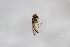 ( - Syr20212889)  @11 [ ] CreativeCommons  Attribution Non-Commercial Share-Alike (2021) zhang tingting Shandong Agricultural University