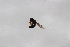  ( - Syr20213034)  @11 [ ] CreativeCommons  Attribution Non-Commercial Share-Alike (2021) zhang tingting Shandong Agricultural University