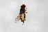  ( - Syr20213619)  @11 [ ] CreativeCommons  Attribution Non-Commercial Share-Alike (2021) zhang tingting Shandong Agricultural University