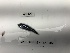  ( - DPND 4949)  @11 [ ] Copyright (2017) Tracey Sutton Nova Southeastern University