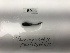  (Taaningichthys paurolychnus - DPND 5216)  @11 [ ] Copyright (2017) Tracey Sutton Nova Southeastern University
