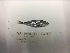  ( - Pisces P485)  @11 [ ] CreativeCommons  Attribution (by) (2017) Unspecified Texas A&M University at Galveston