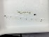  ( - DPND 3605)  @11 [ ] Copyright (2016) Ron Eytan Texas A&M University at Galveston