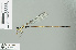  (Drepanosticta lestoides - RMNH.INS.506592)  @13 [ ] CreativeCommons - Attribution Non-Commercial Share-Alike (2013) Unspecified Naturalis Biodiversity Center