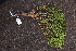  (Erica arborescens - M121-005)  @11 [ ] CreativeCommons  Attribution Share-Alike  Unspecified Universite de La Reunion