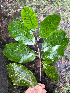  (Diospyros borbonica - M122-002)  @11 [ ] CreativeCommons  Attribution Share-Alike  Unspecified Universite de La Reunion