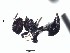  (Crematogaster EC09 - BCAR104)  @11 [ ] CreativeCommons - Attribution (2015) David Donoso UTPL