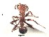  (Pseudomyrmex kuenckeli - BCCISEC0010129)  @12 [ ] CreativeCommons - Attribution (2015) David Donoso UTPL