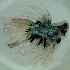  (Betta splendens - 4-5201-16)  @14 [ ] Copyright (2010) Unspecified Unspecified