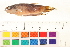 (Betta fusca - OL-0016)  @14 [ ] CreativeCommons - Attribution (2010) Unspecified Centre for Biodiversity Genomics