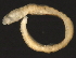 ( - 06PROBE-1196)  @13 [ ] CreativeCommons - Attribution (2010) CBG Photography Group Centre for Biodiversity Genomics