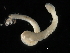  ( - HLC-26608)  @12 [ ] CreativeCommons - Attribution (2009) Unspecified Centre for Biodiversity Genomics