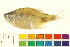  (Hemigrammus - OL-0689)  @14 [ ] CreativeCommons - Attribution (2012) CBG Photography Group Centre for Biodiversity Genomics