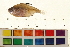  (Hyphessobrycon pyrrhonotus - OL-0364)  @15 [ ] CreativeCommons - Attribution (2009) Unspecified Centre for Biodiversity Genomics