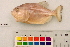  ( - OL-0227)  @11 [ ] CreativeCommons - Attribution (2010) Unspecified Centre for Biodiversity Genomics