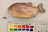  ( - OL-0228)  @11 [ ] CreativeCommons - Attribution (2010) Unspecified Centre for Biodiversity Genomics