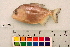  ( - OL-0229)  @11 [ ] CreativeCommons - Attribution (2010) Unspecified Centre for Biodiversity Genomics