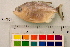  ( - OL-0501)  @12 [ ] CreativeCommons - Attribution (2010) Unspecified Centre for Biodiversity Genomics