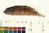  (Lamprologus meleagris - OL-0325)  @13 [ ] CreativeCommons - Attribution (2009) Unspecified Centre for Biodiversity Genomics