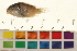  (Etia - OL-0333)  @13 [ ] CreativeCommons - Attribution (2009) Unspecified Centre for Biodiversity Genomics