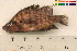  (Altolamprologus - OL-0311)  @15 [ ] CreativeCommons - Attribution (2010) Unspecified Centre for Biodiversity Genomics