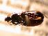  ( - JBWM0311560)  @11 [ ] Copyright (2008) Unspecified J.B. Wallis Museum of Entomology, University of Manitoba