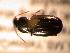  ( - JBWM0311561)  @12 [ ] Copyright (2008) Unspecified J.B. Wallis Museum of Entomology, University of Manitoba