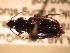  ( - JBWM0311564)  @12 [ ] Copyright (2008) Unspecified J.B. Wallis Museum of Entomology, University of Manitoba