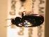  ( - JBWM0311567)  @12 [ ] Copyright (2008) Unspecified J.B. Wallis Museum of Entomology, University of Manitoba