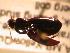  ( - JBWM0311568)  @12 [ ] Copyright (2008) Unspecified J.B. Wallis Museum of Entomology, University of Manitoba