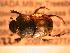  ( - JBWM0314933)  @11 [ ] Copyright (2008) Unspecified J.B. Wallis Museum of Entomology, University of Manitoba