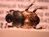  ( - JBWM0314936)  @11 [ ] Copyright (2008) Unspecified J.B. Wallis Museum of Entomology, University of Manitoba