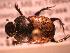  ( - JBWM0314937)  @11 [ ] Copyright (2008) Unspecified J.B. Wallis Museum of Entomology, University of Manitoba