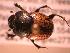  ( - JBWM0314940)  @11 [ ] Copyright (2008) Unspecified J.B. Wallis Museum of Entomology, University of Manitoba