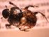  ( - JBWM0314941)  @11 [ ] Copyright (2008) Unspecified J.B. Wallis Museum of Entomology, University of Manitoba