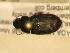  ( - JBWM0316064)  @11 [ ] Copyright (2008) Unspecified J.B. Wallis Museum of Entomology, University of Manitoba