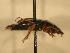  ( - JBWM0316065)  @13 [ ] Copyright (2008) Unspecified J.B. Wallis Museum of Entomology, University of Manitoba