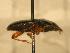  ( - JBWM0316066)  @12 [ ] Copyright (2008) Unspecified J.B. Wallis Museum of Entomology, University of Manitoba
