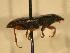  ( - JBWM0316068)  @12 [ ] Copyright (2008) Unspecified J.B. Wallis Museum of Entomology, University of Manitoba