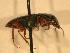  ( - JBWM0316069)  @12 [ ] Copyright (2008) Unspecified J.B. Wallis Museum of Entomology, University of Manitoba