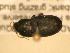  ( - JBWM0316074)  @11 [ ] Copyright (2008) Unspecified J.B. Wallis Museum of Entomology, University of Manitoba