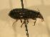  ( - JBWM0316076)  @11 [ ] Copyright (2008) Unspecified J.B. Wallis Museum of Entomology, University of Manitoba