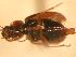  ( - JBWM0316124)  @12 [ ] Copyright (2008) Unspecified J.B. Wallis Museum of Entomology, University of Manitoba
