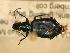  ( - JBWM0316125)  @11 [ ] Copyright (2008) Unspecified J.B. Wallis Museum of Entomology, University of Manitoba