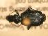  ( - JBWM0316127)  @13 [ ] Copyright (2008) Unspecified J.B. Wallis Museum of Entomology, University of Manitoba