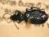  ( - JBWM0316128)  @12 [ ] Copyright (2008) Unspecified J.B. Wallis Museum of Entomology, University of Manitoba